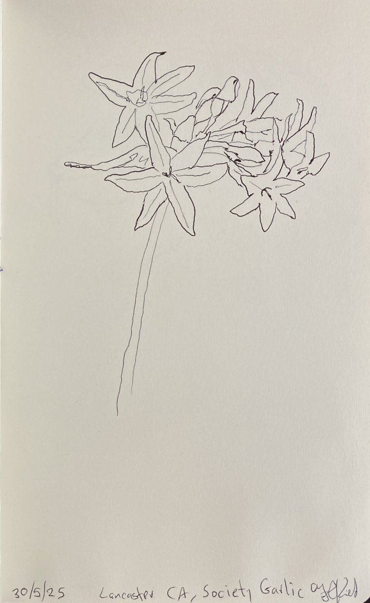 Today’s #sketch from 30/5/25 of #Nature #ballpoint #Pen #Drawing 21.5 x 13.5 cms  on paper

More sketches
instagram.com/frankkiely/