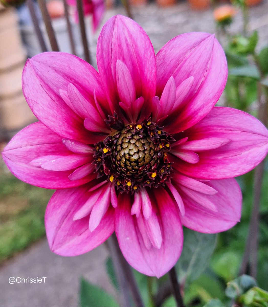 Good morning 🌸
One of my new Dahlia's this year 'Skyfall' and I absolutely love it.
Wishing you all a happy Friday and weekend 💖💕
#FridayPink #Dahlia #Flowers #MyGarden #Gardening #FlowersOnX #DahliaLove #FlowersOnFriday
