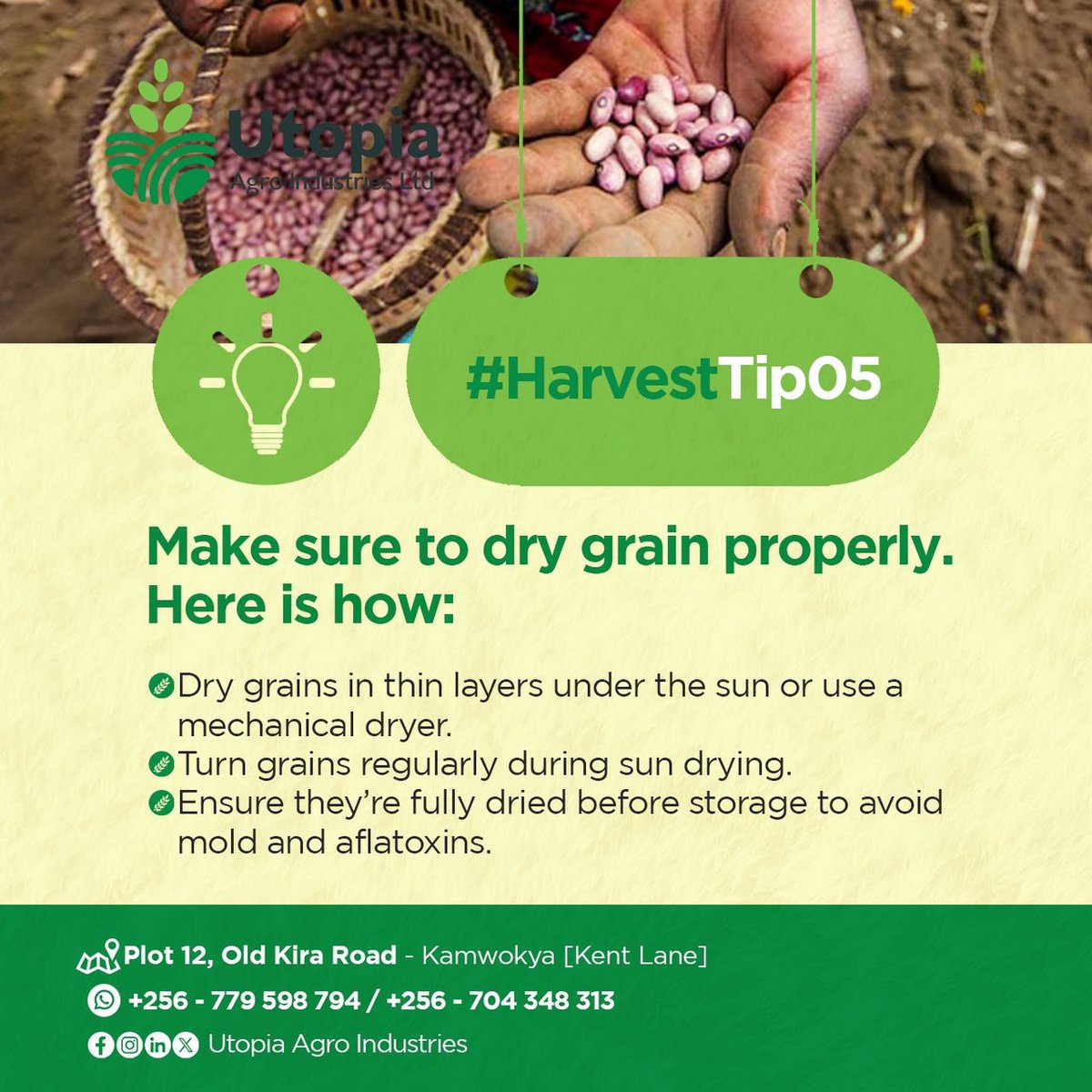 UtopiaAgro's tweet image. Proper drying of grains before harvest is crucial for preventing spoilage and preserving grain quality during storage. Drying reduces moisture content, inhibiting microbial growth, pest infestations, and germination.
#HarvestTip05