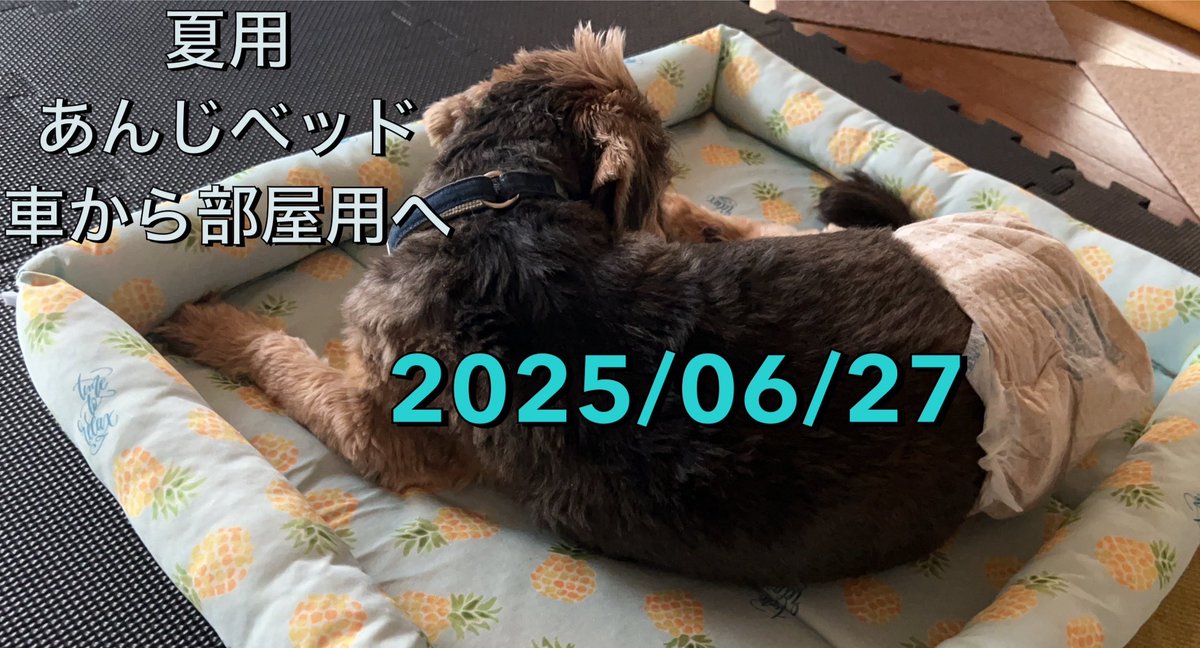 犬ページ ドージコイン 今後の展望を徹底解説｜関連の柴犬ミームコイン