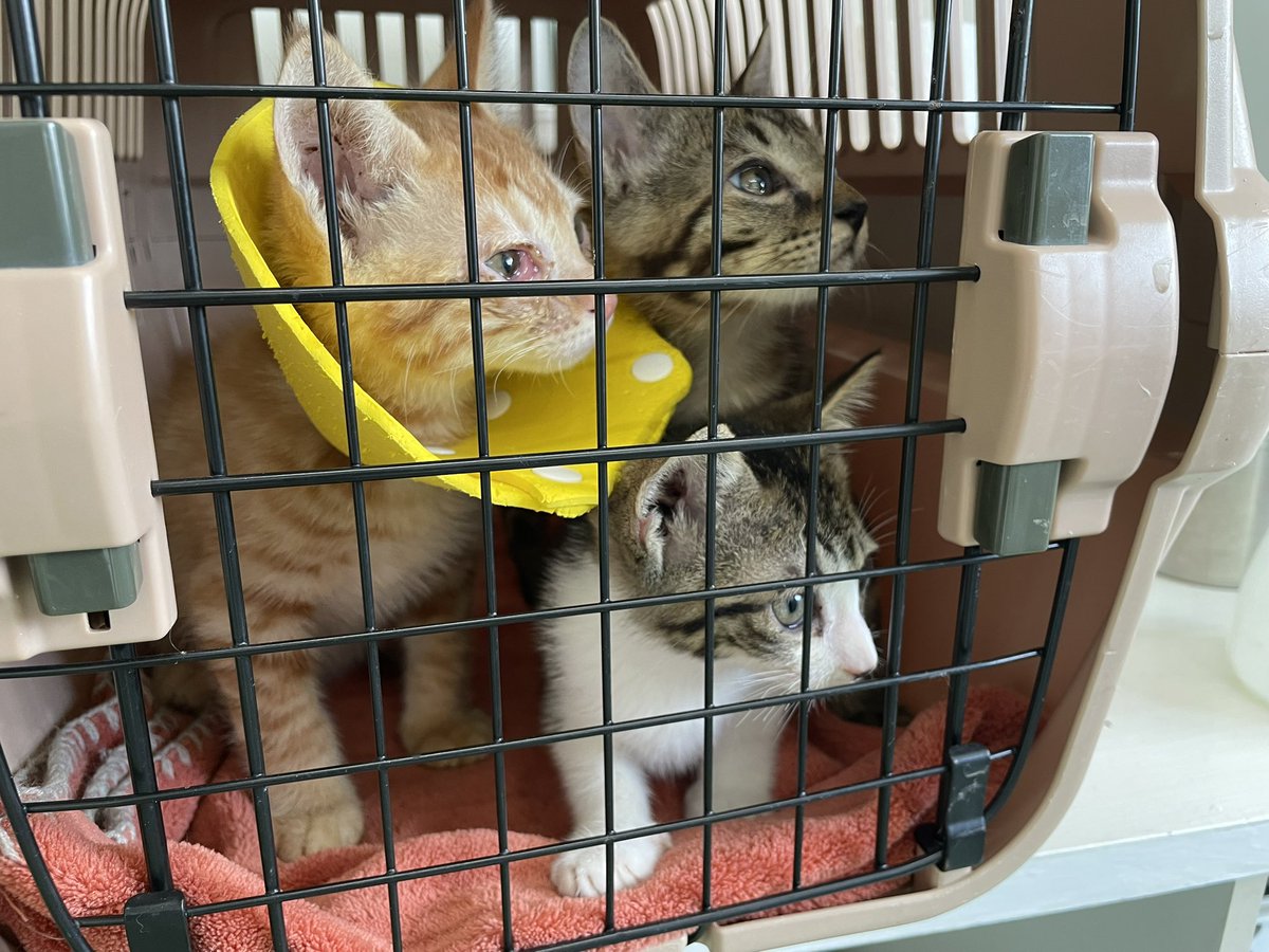 人間不信😖
困った時だけ言葉巧みに猫を預けに来て
自分が安心したら
それっきりの方が多すぎる💨

どれだけ治療費がかかるのか？
皆、わからなすぎ！
断ればその子はどうなるのだろうと
想像してしまう😖

コーヒー4本で受け取った
蔵王町の子猫たち、、。
治療が大変
2回目ワクチン💉終わりました。