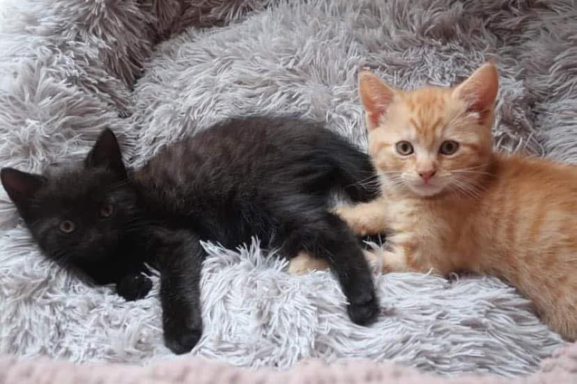 Yesterday was our 4th anniversary gotcha day.  And guess who said nowt? Old Baldinho. Revenge is ours though.  To all our furriends, please log on thebaldmiser.com where you will find his credit card 💳 details and you may order a feast on us.  Enjoy 😹😹😹 #CatsOfX