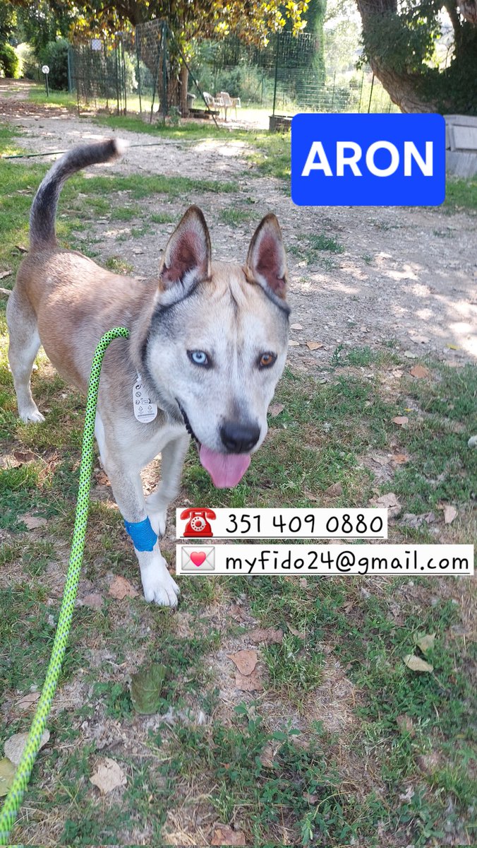 volaurentina's tweet image. ARON è l'ultimo arrivato in canile. Taglia media, circa 4 anni, ritrovato vagante in condizioni precarie, certamente abbandonato da tempo.
Abituato al guinzaglio, è un cane molto affettuoso e ama il contatto umano, nonostante tutto.
Si trova a Roma, ma è adottabile ovunque.