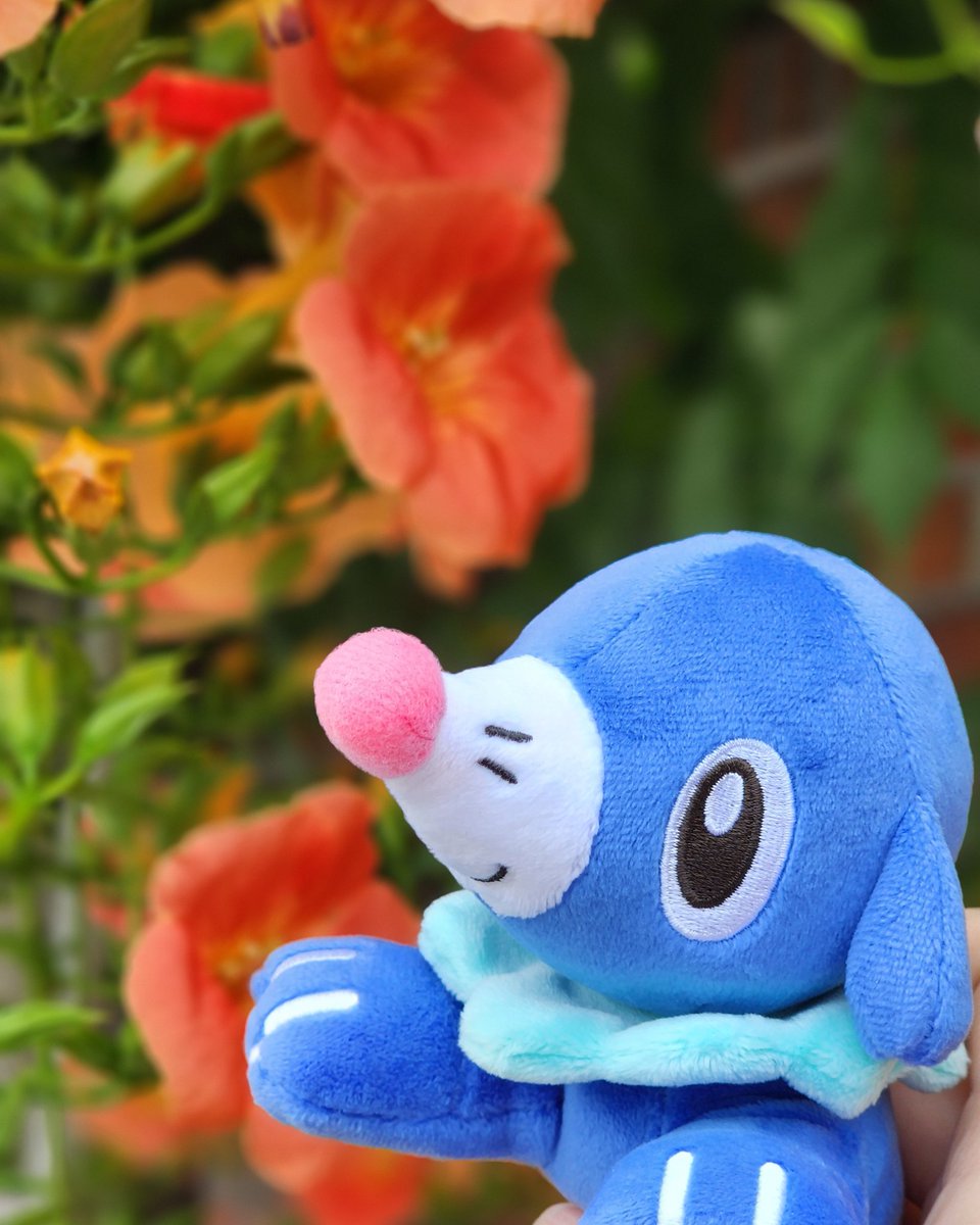 #포켓몬인형나들이