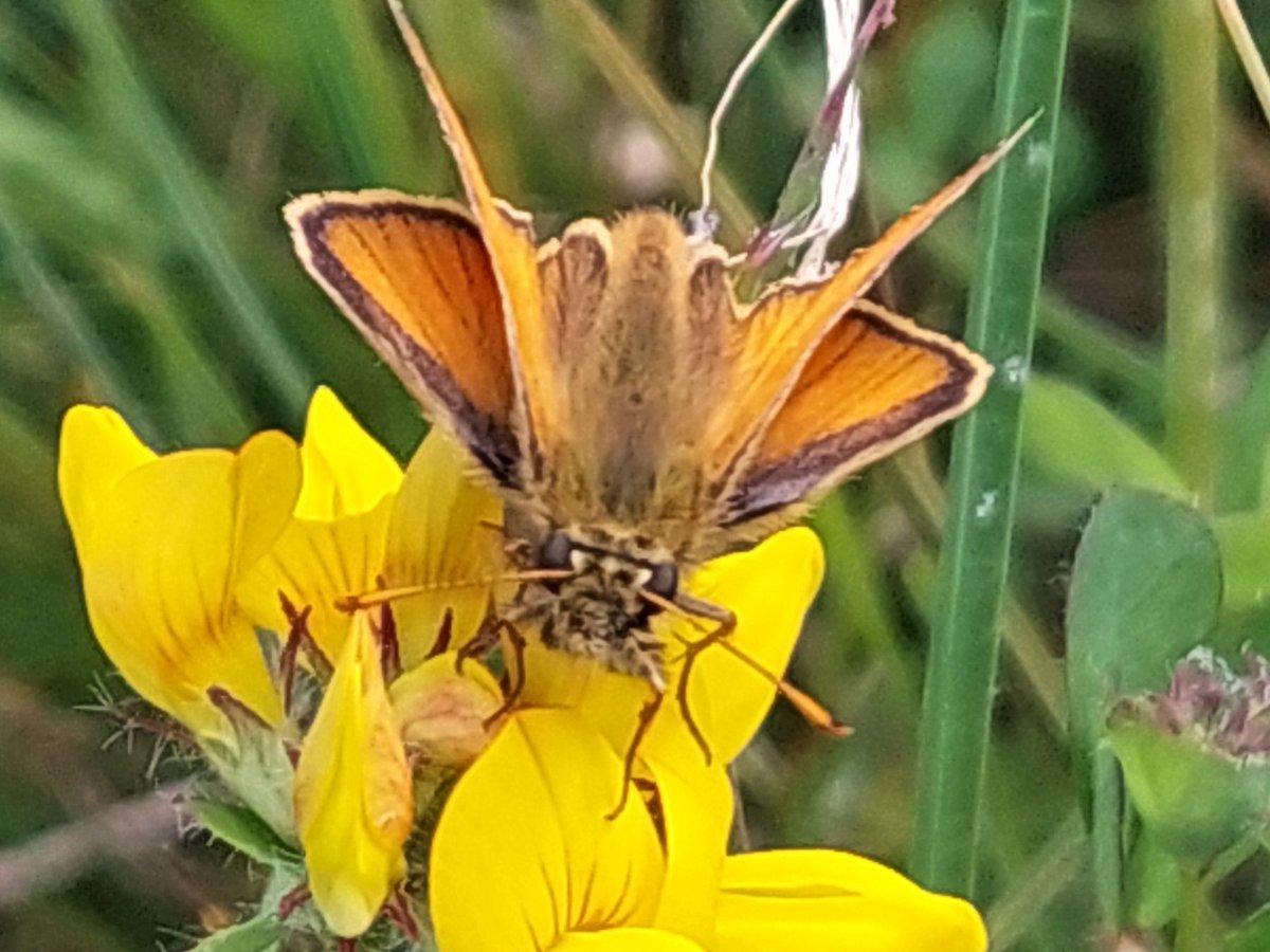 Simon Saville (@sbsaville) on Twitter photo Missed seeing Marsh Fritillaries at Dowrog Common yesterday. A few other species flying, but only in small numbers. #bikeforbutterflies <a href="/savebutterflies/">Butterfly Conservation 🦋</a> Missed seeing Marsh Fritillaries at Dowrog Common yesterday. A few other species flying, but only in small numbers. #bikeforbutterflies <a href="/savebutterflies/">Butterfly Conservation 🦋</a>