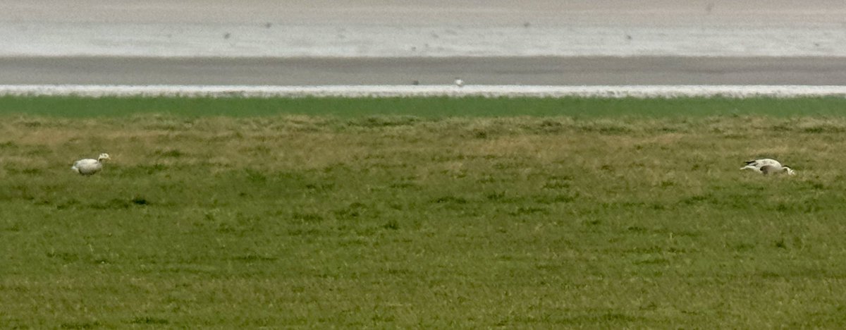 Stuart's birding tweet media