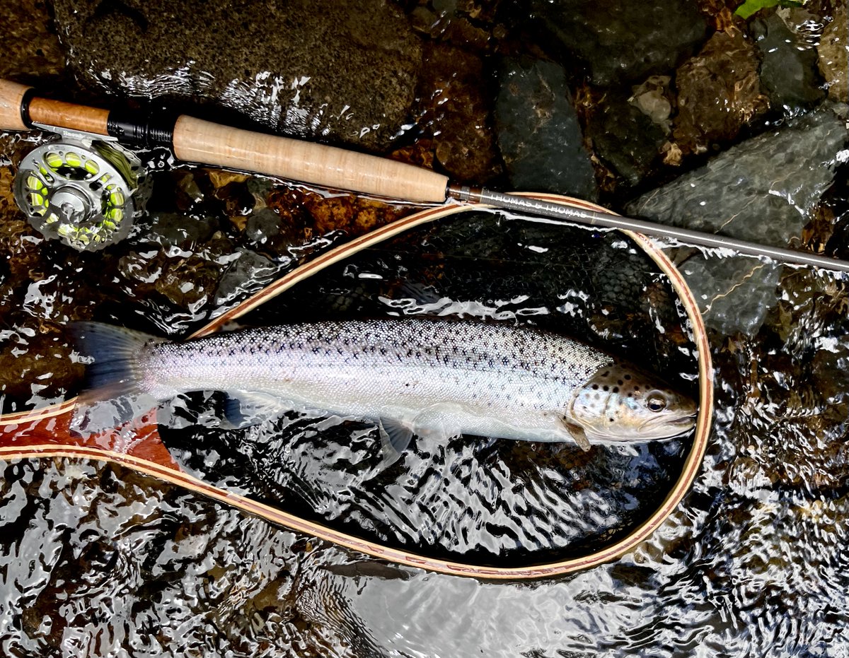 yodatheangler's tweet photo. A lovely day on the Lyd with some cracking Sea Trout...
#flyfishing #arundlearms #peal https://t.co/xPlJGInuAU