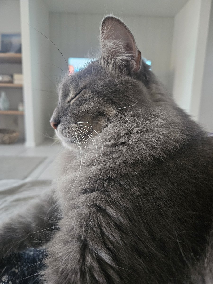 millyfromoz's tweet image. This is my proud face. 
I may or may not have hidden for so long that the staff panicked. 
I think it was a purrfect way to start a Friyay !
