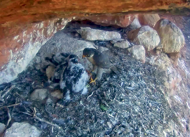 🐣La parella de falcons pelegrins del Parc Natural de Sant Llorenç del Munt i l’Obac completa amb èxit la nidificació, amb tres pollets 🦅
ℹ️ parcs.diba.cat/ca/web/l-infor…