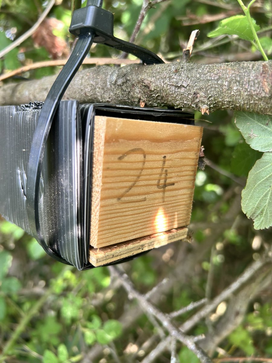 It’s always rewarding to find the target species during a survey — and in this case, signs of hazel dormice on site confirm suitable habitat and the presence of this protected species.
All survey work and handling is carried out under the appropriate licence.
#dormouse #ecology