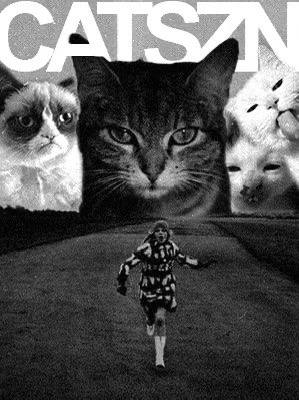 TheCatSznCTO's tweet photo. $CATSZN is the alpha predators of the market. 🐈‍⬛ Hunters by nature, not by choice. https://t.co/m76WY3UvRG