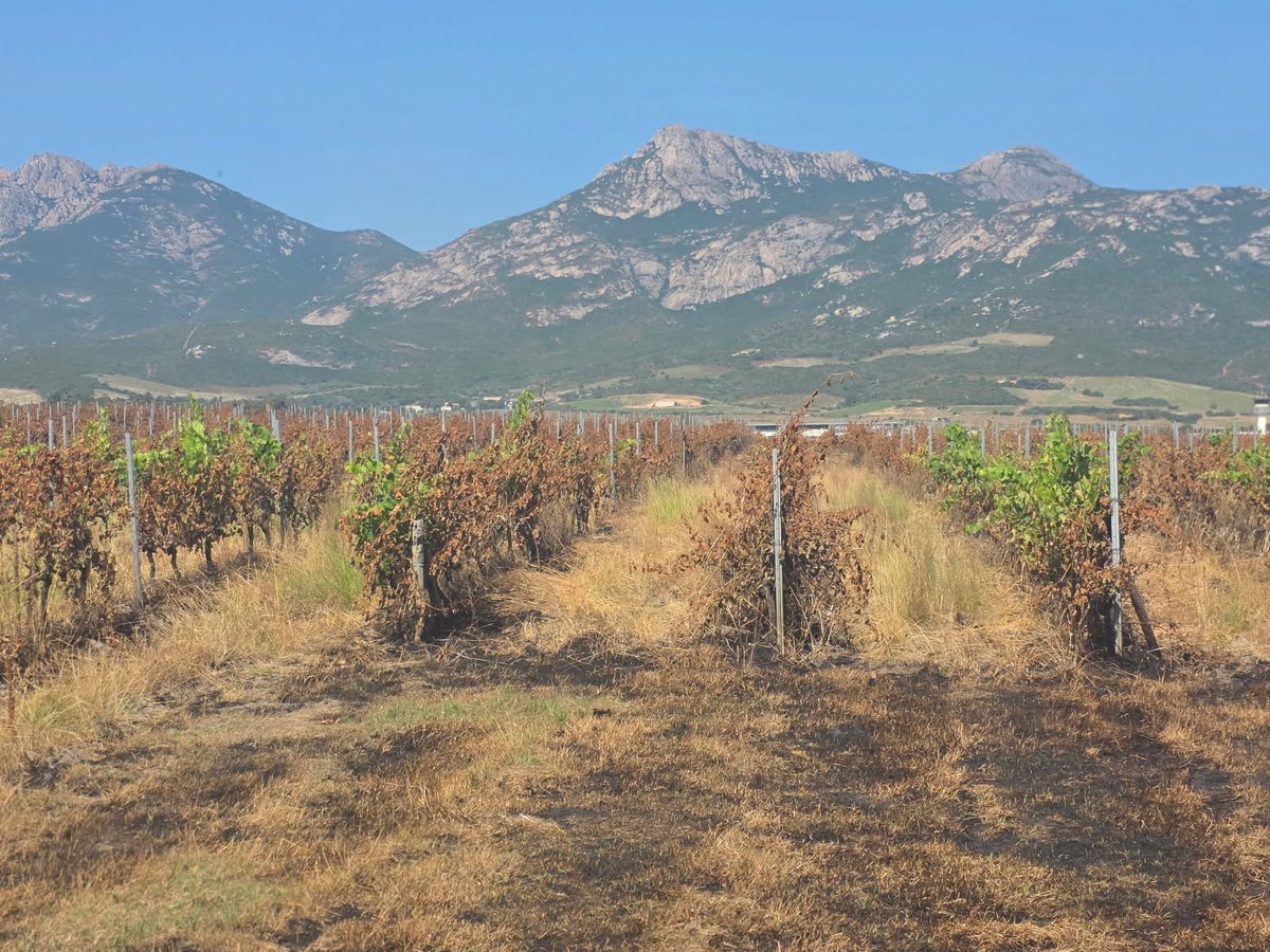 MSA de la Corse tweet media