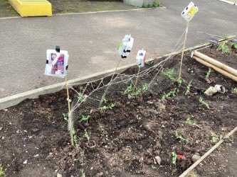 The 3A <a href="/ASDANeducation/">ASDAN</a> gardening class have been making newspaper pots to plant pea seeds in. The peas will be ready to harvest in the summer, picked and frozen, and we will enjoy them in soups in the new year! #learningforsustainability <a href="/The_RHS/">The RHS</a>
