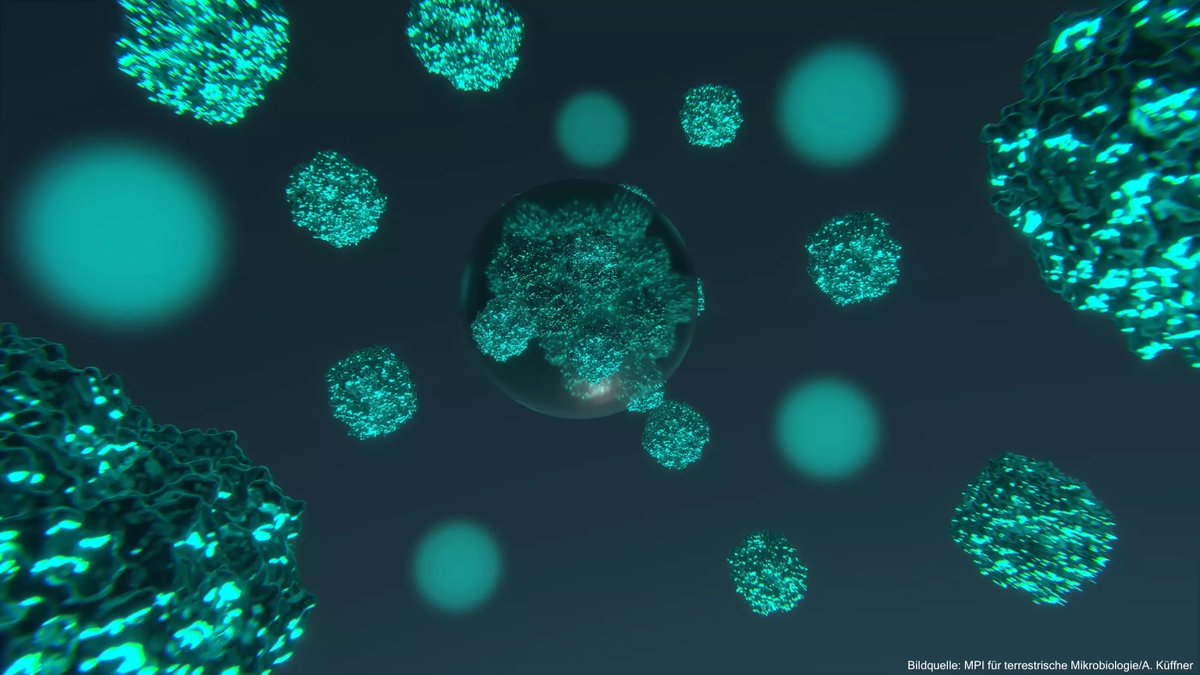 bioökonomie.de (@biooekonomiede) on Twitter photo ☀️ Photosynthese-Forschung für effizientes Carbon Capture
Zwei neu gegründete Forschungsgruppen der <a href="/maxplanckpress/">Max Planck Society</a> entwickeln Methoden der Photosynthese, um CO2 mithilfe von Sonnenlicht aufzuspalten und zu binden.
⬇️Mehr zu den Forschungsansätzen hier:
biooekonomie.de/nachrichten/ne… ☀️ Photosynthese-Forschung für effizientes Carbon Capture
Zwei neu gegründete Forschungsgruppen der <a href="/maxplanckpress/">Max Planck Society</a> entwickeln Methoden der Photosynthese, um CO2 mithilfe von Sonnenlicht aufzuspalten und zu binden.
⬇️Mehr zu den Forschungsansätzen hier:
biooekonomie.de/nachrichten/ne…
