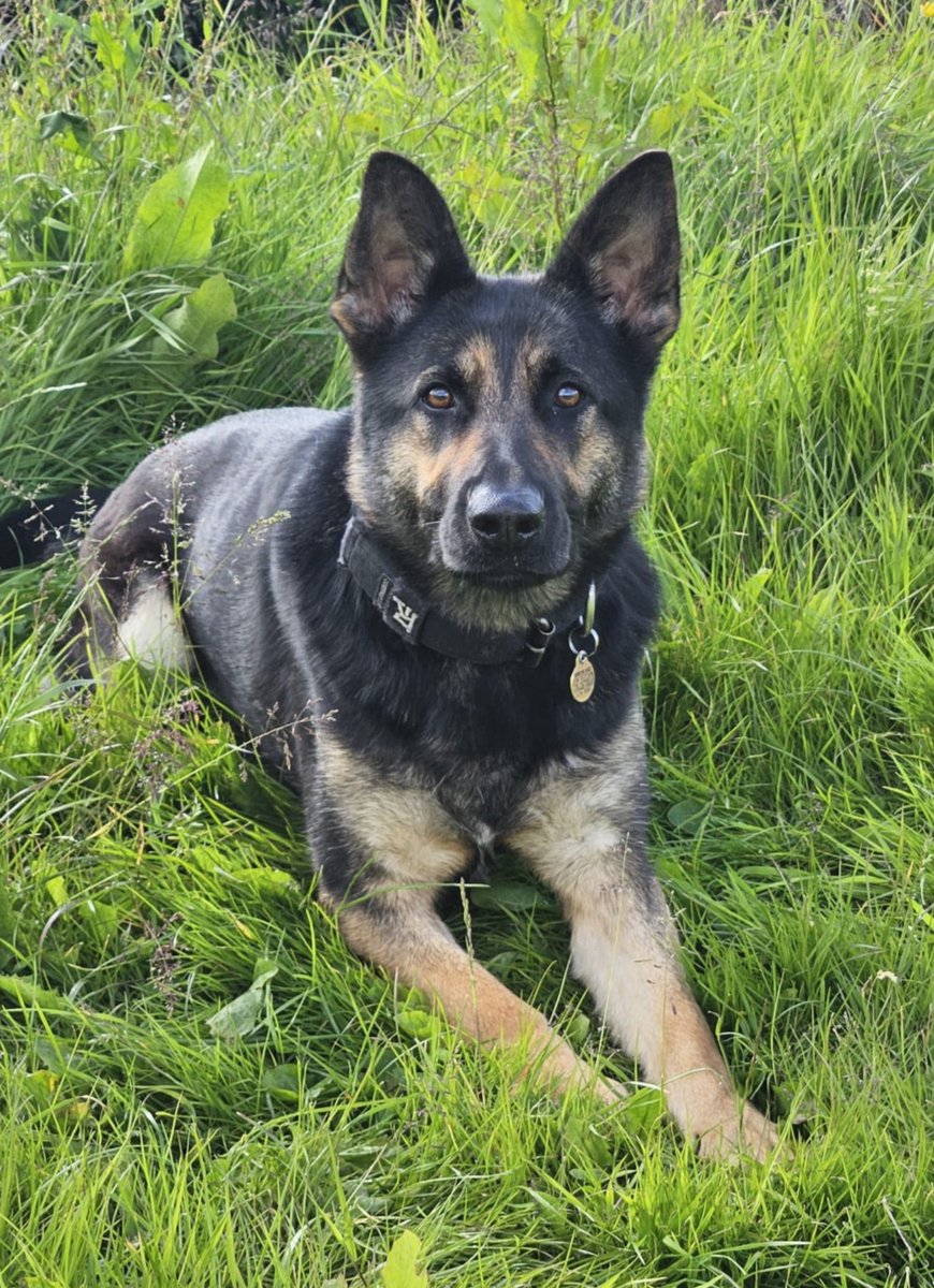 MerPolDogs's tweet image. Following a burglary at a shop in Birkenhead, PD Zara tracked from the scene and located discarded burglary tools and stolen property. Another great result from this determined nose! 🐾💪