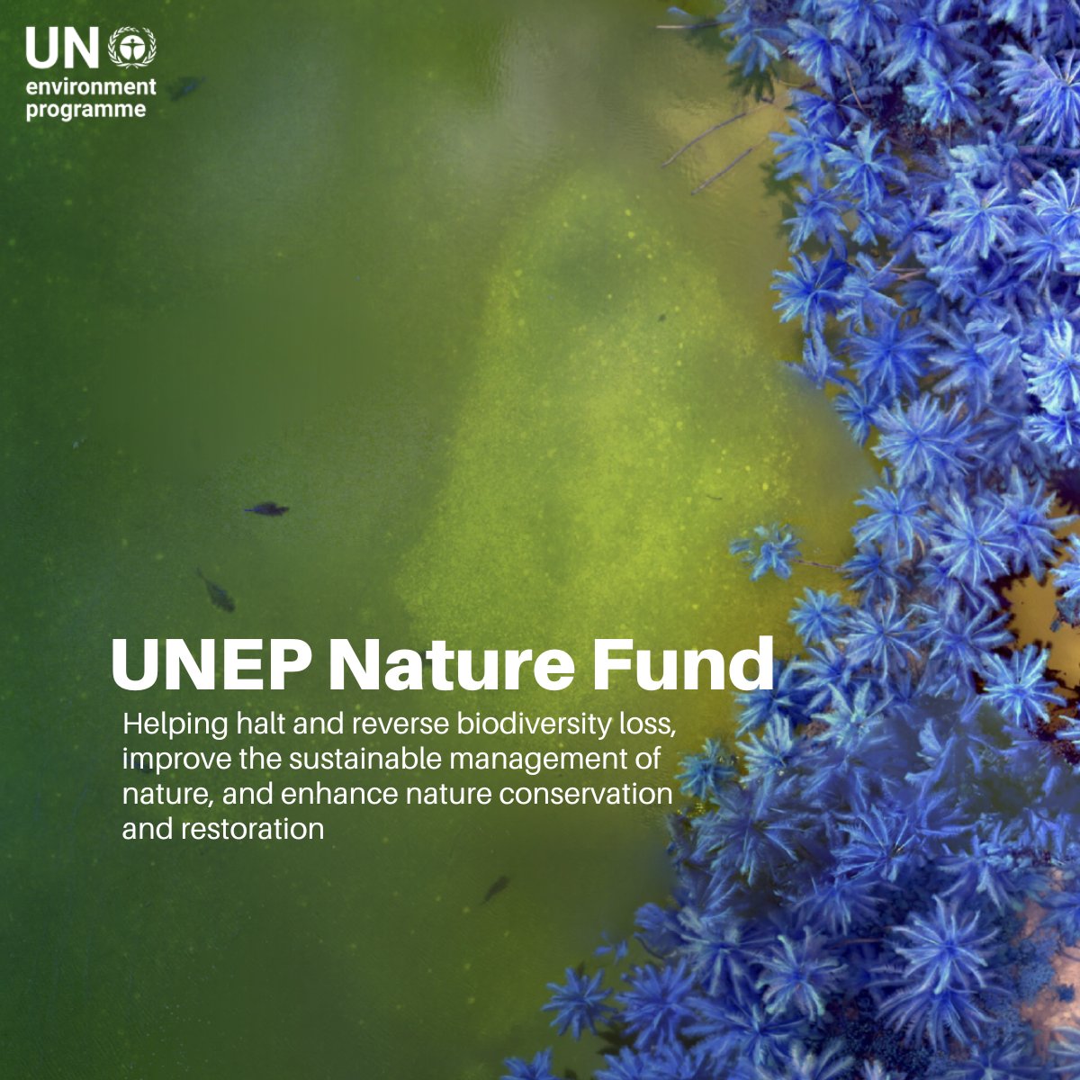 Through more sustainable and equitable economic models, the UNEP Nature Fund invests in a future where biodiversity is appreciated, preserved, restored and utilized wisely.

See #PartnersForPlanet impact here:unep.org/about-un-envir…