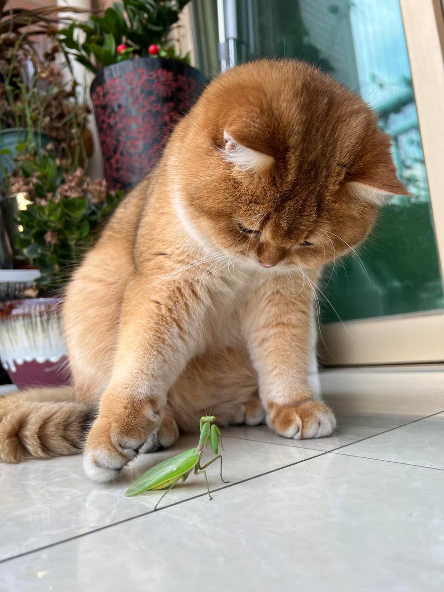 子猫とカマキリの「床での出会い」、一つの好奇心は探りを入れて、一つの淡々と営業して、誰も誰の世界を知らないで、意外に調和します~🤣🤣🤣
