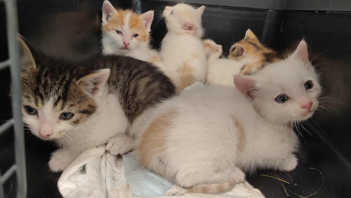 Koty w głowie 🐈 tweet media