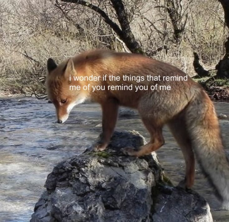 caninepoetry_'s tweet image. 