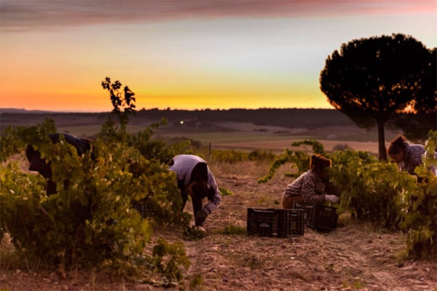 Reciprocal Wines | Bodegas Piedra: Old vineyards full of history - mailchi.mp/reciprocal/bod…