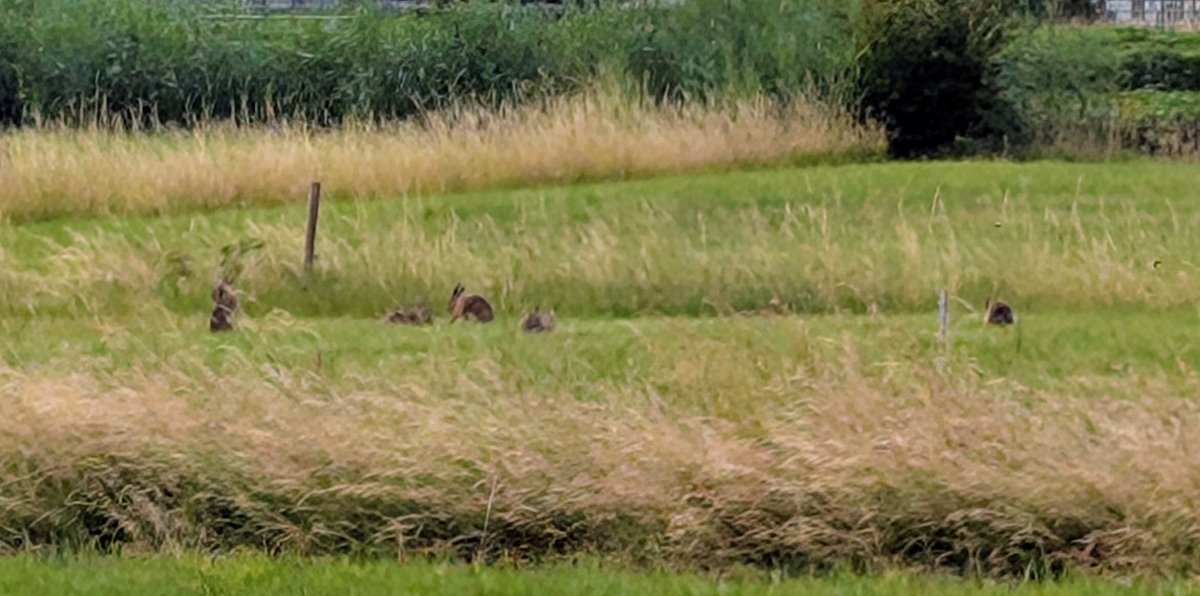 Toch leuk dat er achter je huis 5 haasjes genieten van het (vorige week gemaaide) kruidenrijke grasland...
