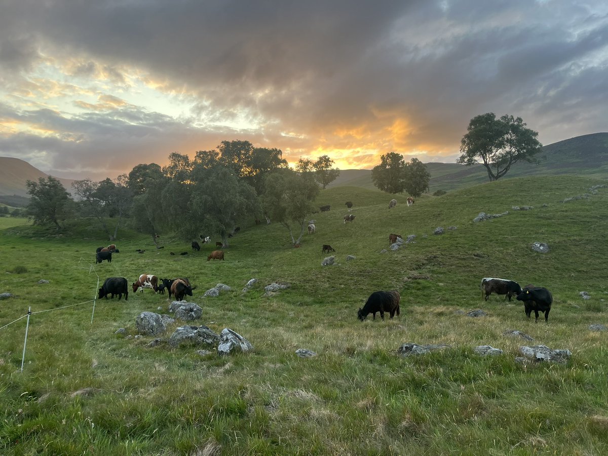 Howemill tweet media