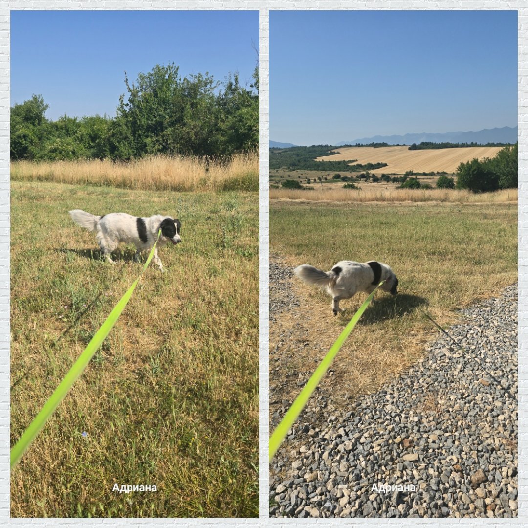 En na 3 maanden  herstellen en wennen. Is het oefenen begonnen. Vandaag de flexi riem geprobeerd kijken wat voor haar en mij het beste werkt. Want mevrouw is sterk. Ze luisterd wel 😃Volgens ons heeft ze eerder nog nooit aan de riem gelopen.