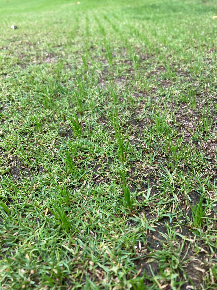 Overseeding bare areas @parkstonegc with A5 Ultrafine Perennial Ryegrass mix with Cabrio <a href="/GerminalAmenity/">Germinal Amenity</a> even in dry conditions 7 days germination
