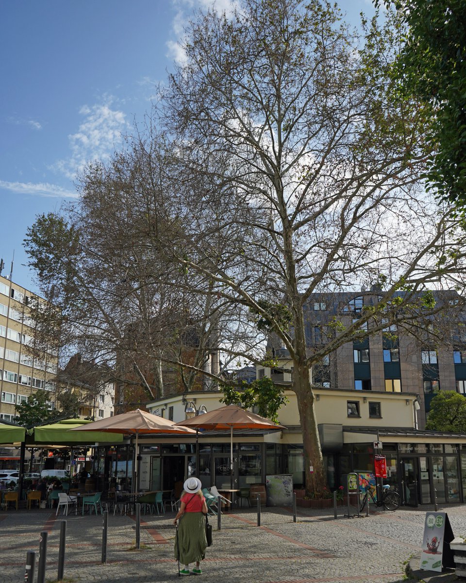 Gutachten bestätigt: Die beiden prächtigen Platanen auf dem Merianplatz wurden vorsätzlich mit Glyphosat vergiftet. 😢 🌳

Ein Überleben der Bäume ist leider ausgeschlossen. Die beiden Bäume werden noch im Laufe des Juli gefällt.

Weitere Infos 👉 t1p.de/1g59r