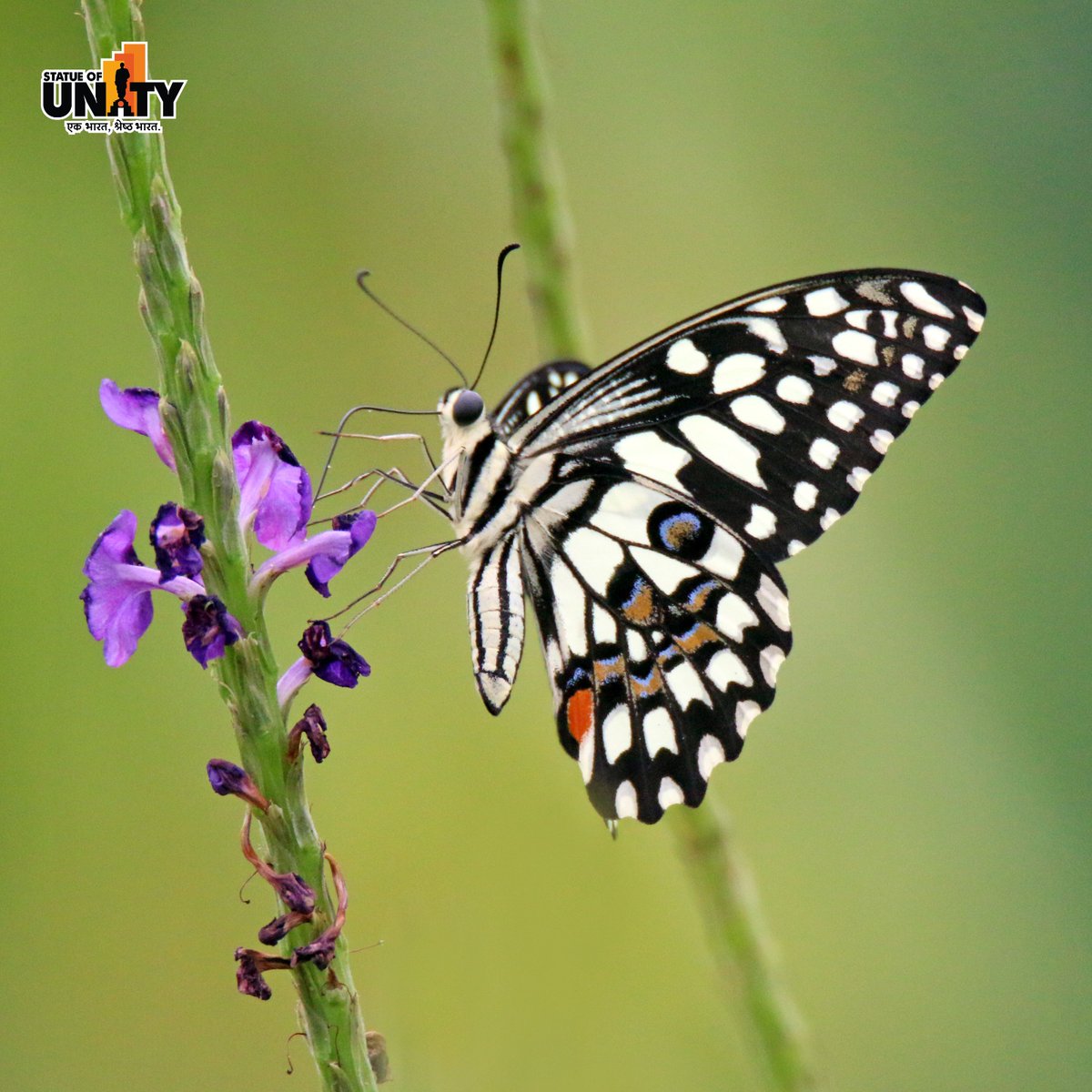 Statue Of Unity tweet media