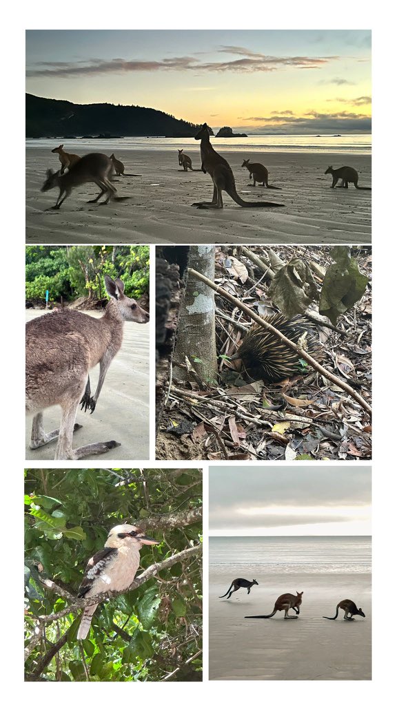 Can’t find anywhere more Australian than Cape Hillsborough National Park…

Kangaroos on the beach for breakfast, kookaburras everywhere, echidnas roaming around 👌