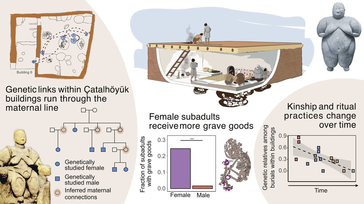 MATRILINEAL CULTURE AT CATALHOYUK (Çatalhöyük)  There has been a fascinating article publicised overnight suggesting Çatalhöyük was female-led.
- Genetic evidence for matrilineal culture. 
- Females receiving significantly more grave goods.

science.org/doi/10.1126/sc…