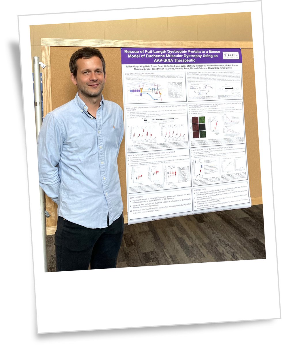 TevardB's tweet image. 🧬Exciting data from the 2025 RNA Therapeutics conference!
Tevard's Julien Oury, PhD shared compelling preclinical results showing suppressor tRNAs restored up to 34% dystrophin & improved muscle function in a DMD model.
🔬 No off-target effects observed.