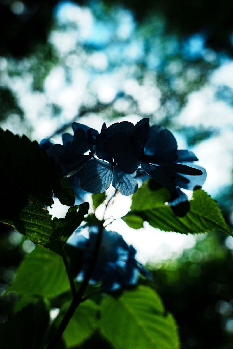 Lucifer_Photos's tweet photo. #Japanesehydrangea
#紫陽花
#sony
#Photography
#ILCE7CR
#Tamron2040
#写真好きな人と繋がりたい
#ファインダー越しの私の世界
"日本の紫陽花" Enchanting purple https://t.co/ky75TNsiuD