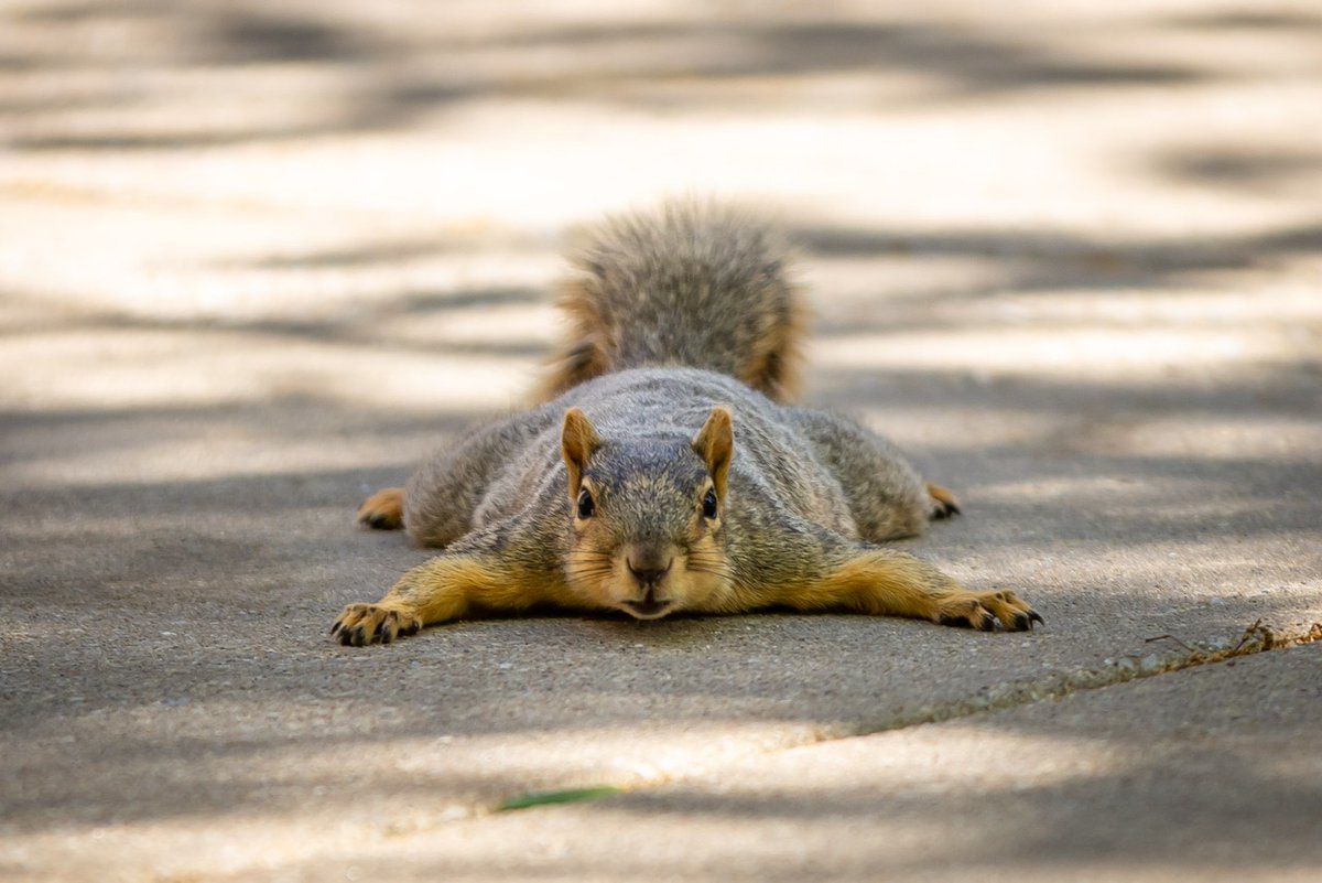 How this heat wave has us feeling... 🫠

Help us out, where are the best spots on campus to beat the heat?