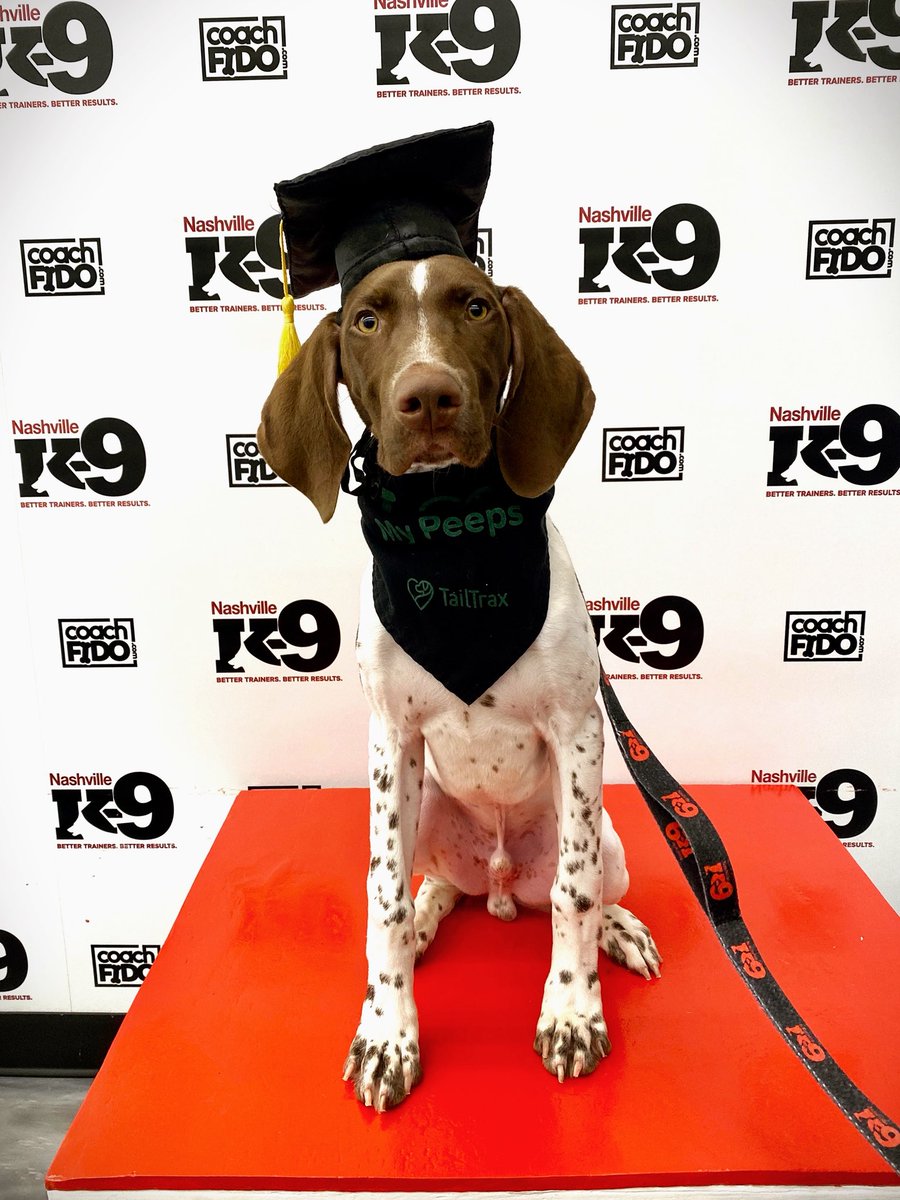 NashvilleK9's tweet image. Congratulations, Gunner! You graduated!! 

#germanshorthairedpointer #gsp❤️ #dogtraining #nashville #nashvilledogtraining  #franklin #brentwood #obedience #nashvilledogtrainer #positivereinforcement #clickertraining #agility #behavior #bettertrainers #betterresults #NashvilleK9