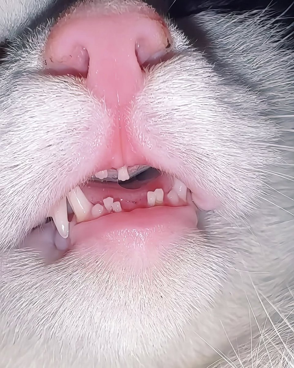 Todo Dia Gatinhos 🐾 (@tododiagatinhos) on Twitter photo 