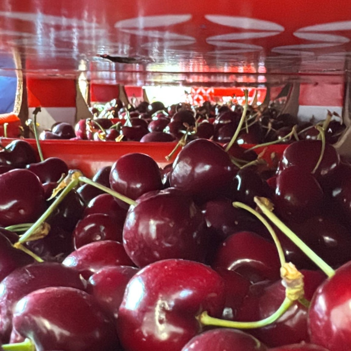 Today we celebrated the sweet taste of Moldovan cherries at the very first Diplomats’ Cherry Harvest in Ustia village! At the invitation of Minister of Foreign Affairs Mihai Popșoi and Minister of Agriculture and Food Industry Ludmila Catlabuga, Chargé d’Affaires Daniela DiPierro