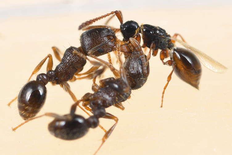 The Eastern Palaearctic species of the parasitoid wasp genus Tetramopria are reviewed, with new descriptions and records an an updated key: doi.org/10.3897/jhr.98…

#parasitoids #wasps #Hymenoptera <a href="/KyushuUniv_EN/">Kyushu University</a>