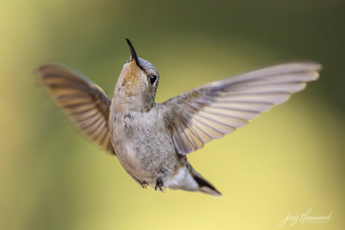 One reason to come to Madera Canyon, Arizona is for the variety of hummingbirds.  This one is a female Anna's Hummingbird.  She seemed to want to pose for me!