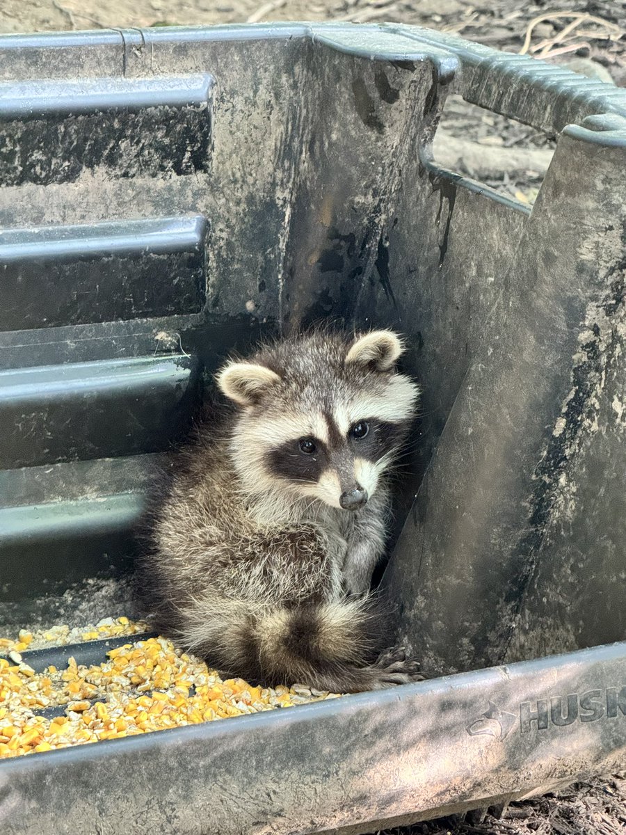 TabithaADraper's tweet image. Apparently this is their favorite place to sleep now. 😍
@elfsraccoon