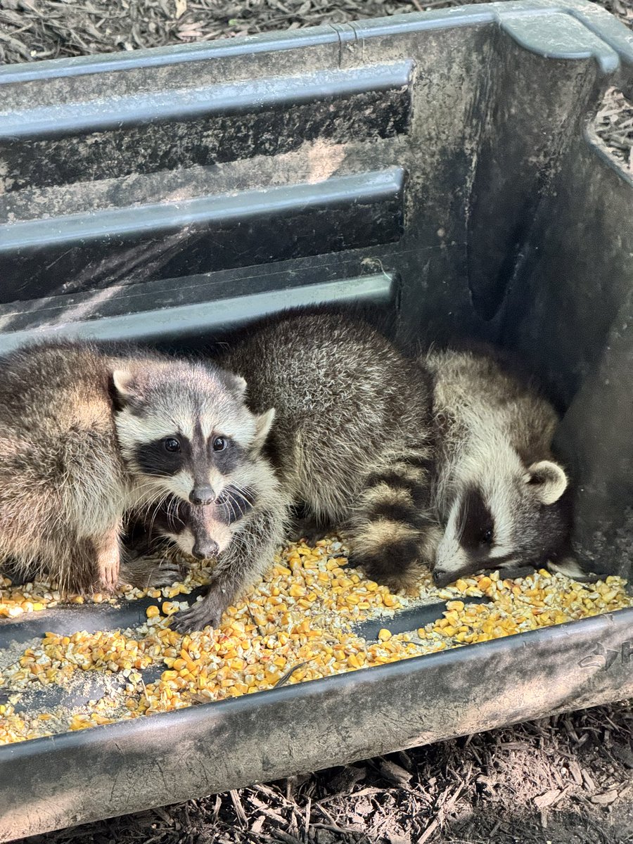 TabithaADraper's tweet image. Apparently this is their favorite place to sleep now. 😍
@elfsraccoon