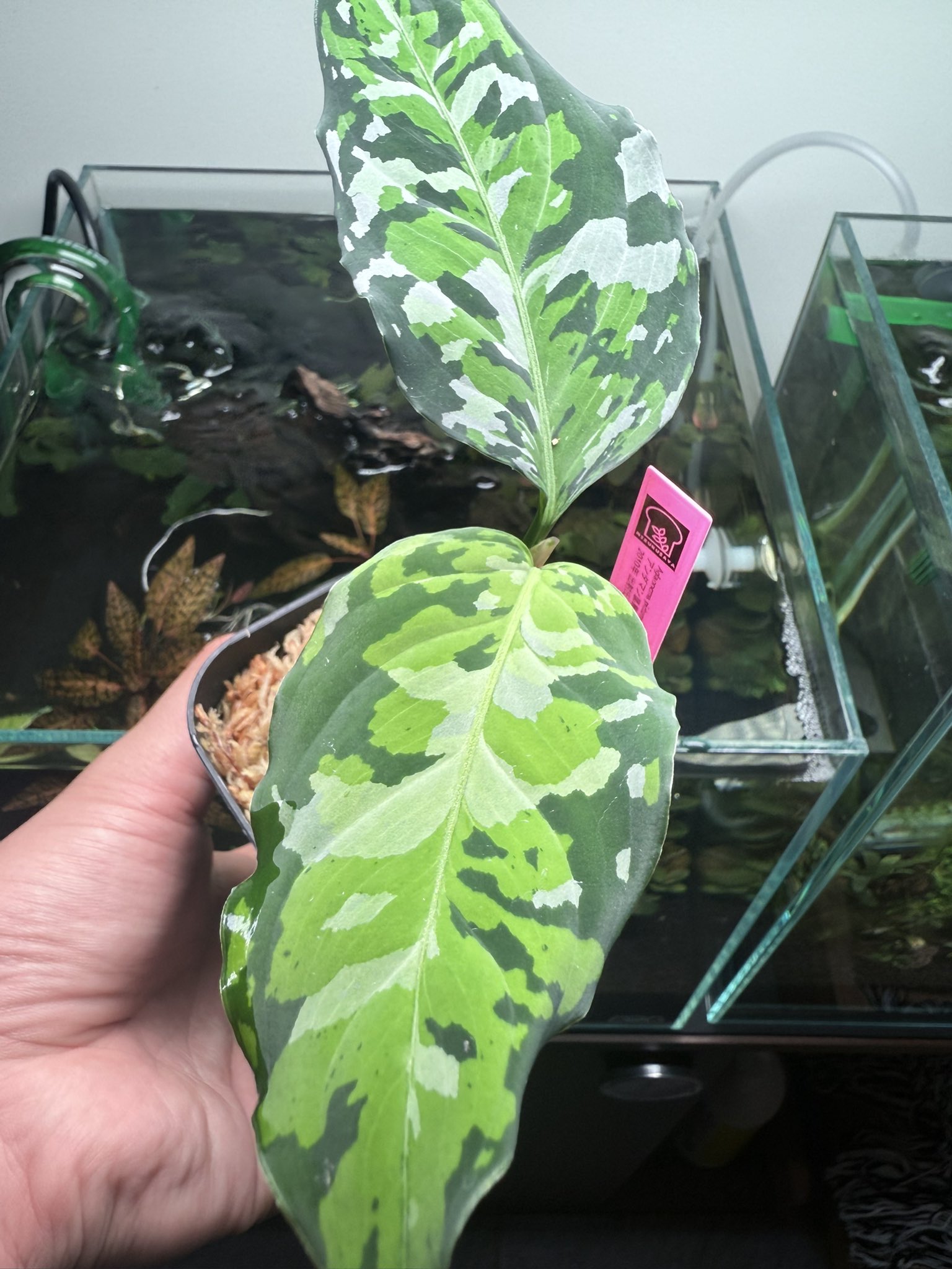 アグラオネマ　月光 スパティフィラム 月光 | 希少植物の販売 アグラオネマ専門販売