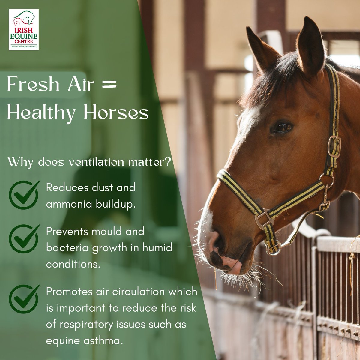 IrelandEquine's tweet image. Chat to our Environment &amp;amp; Nutrition team about the ventilation in your yard to get practical advice and reliable test results 
#irishhorse #healthyhorse #efficientfarming #thorughbred #sporthorse