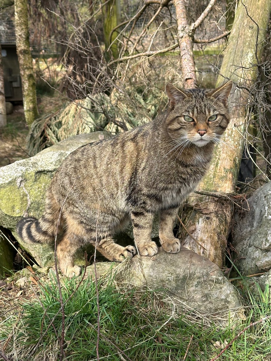 SaveOurWildcats's tweet image. Thanks to support from people like YOU, wildcats are being released into the wild 🌄
Sponsor Margaret, Skye or Oscar, and receive exclusive updates on their kittens that are now grown and roaming the Cairngorms National Park ➡️ savingwildcats.org.uk/sponsor 🐾