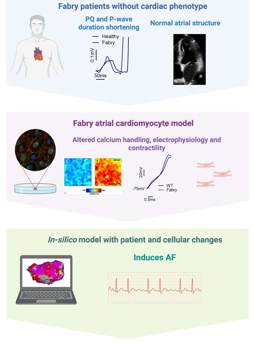 CircEP (@circulationep) on Twitter photo We confirm P-wave changes in FD patients, supported by cellular alterations in atrial electrophysiology, contraction, and calcium handling, increasing arrhythmic risk #AHAJournals #Epeeps <a href="/PavlovicDavor/">Davor Pavlovic</a> <a href="/Andrew_P_Holmes/">Andrew P Holmes</a> <a href="/chrisRJO/">Chris O'Shea</a> doi.org/10.1161/CIRCEP… We confirm P-wave changes in FD patients, supported by cellular alterations in atrial electrophysiology, contraction, and calcium handling, increasing arrhythmic risk #AHAJournals #Epeeps <a href="/PavlovicDavor/">Davor Pavlovic</a> <a href="/Andrew_P_Holmes/">Andrew P Holmes</a> <a href="/chrisRJO/">Chris O'Shea</a> doi.org/10.1161/CIRCEP…
