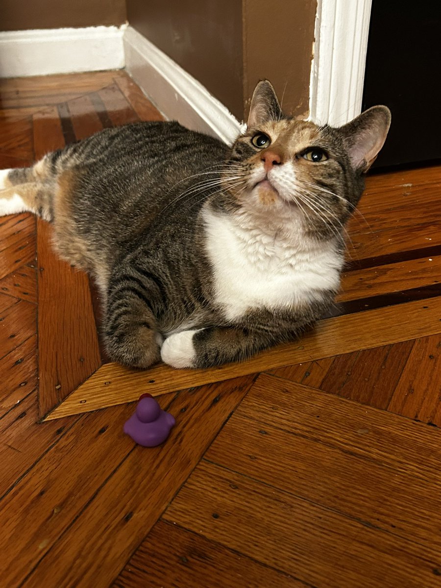 Penny The Cat tweet media