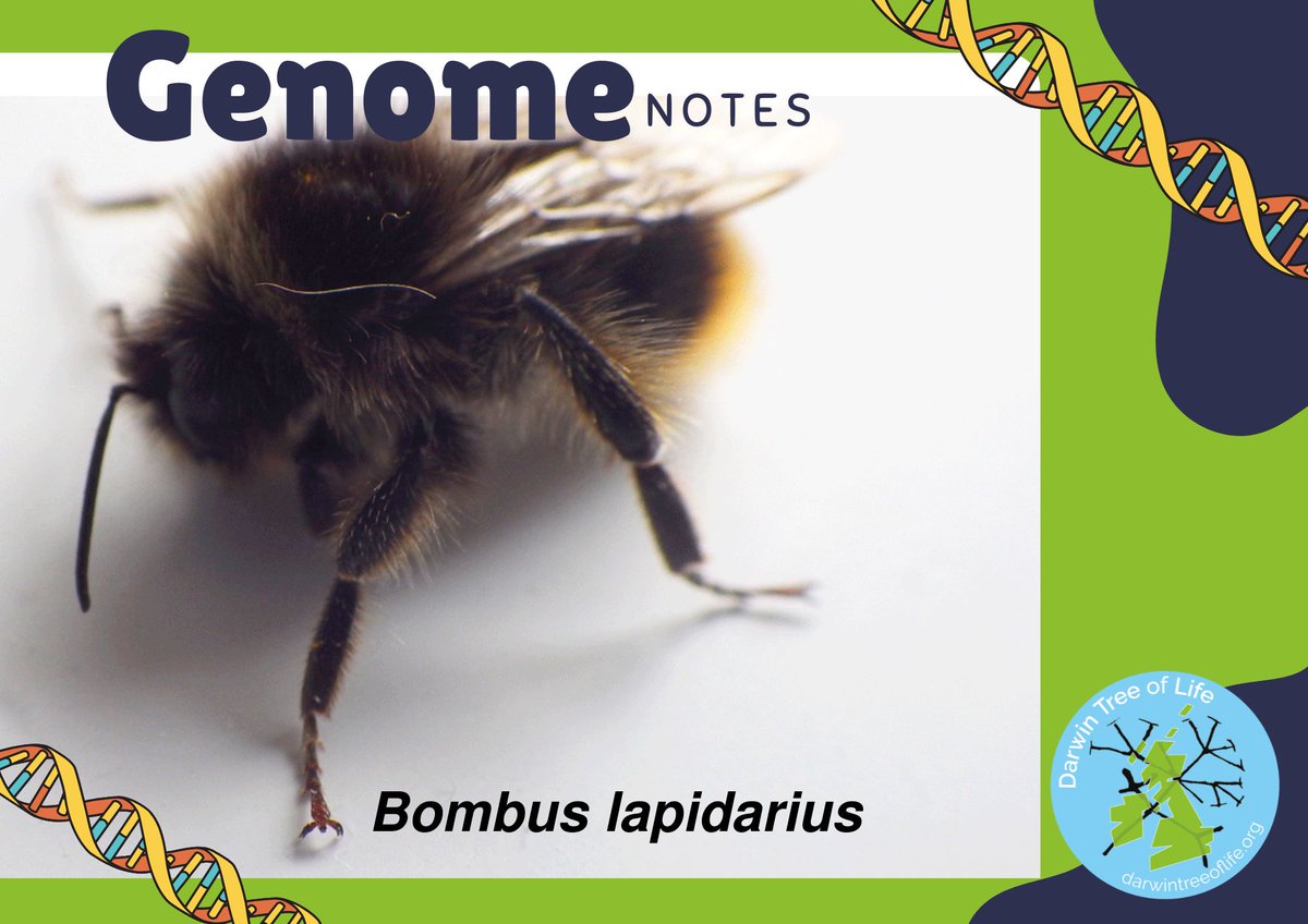 One of the many bumblebees sequenced by our project is the Large Red Tailed Bumble Bee. 

It is expanding its territory due to climate change, so may become a more common sight in your area.

For #InsectWeek, read up on 🐝 DNA via the link below⤵️  
wellcomeopenresearch.org/articles/10-67