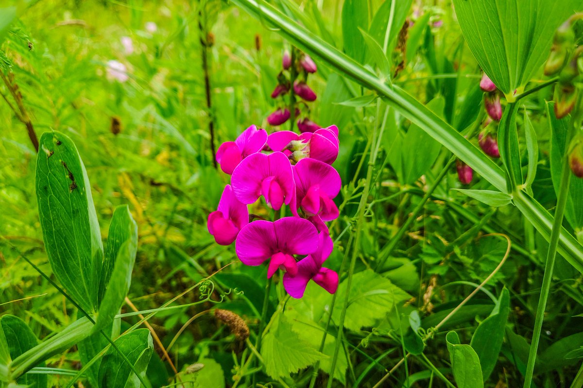 LisavonSteijern's tweet photo. Today's walk to Klagshamn outside Malmö
#klagshamn #photofrommyheart https://t.co/GNB7YB3WXe