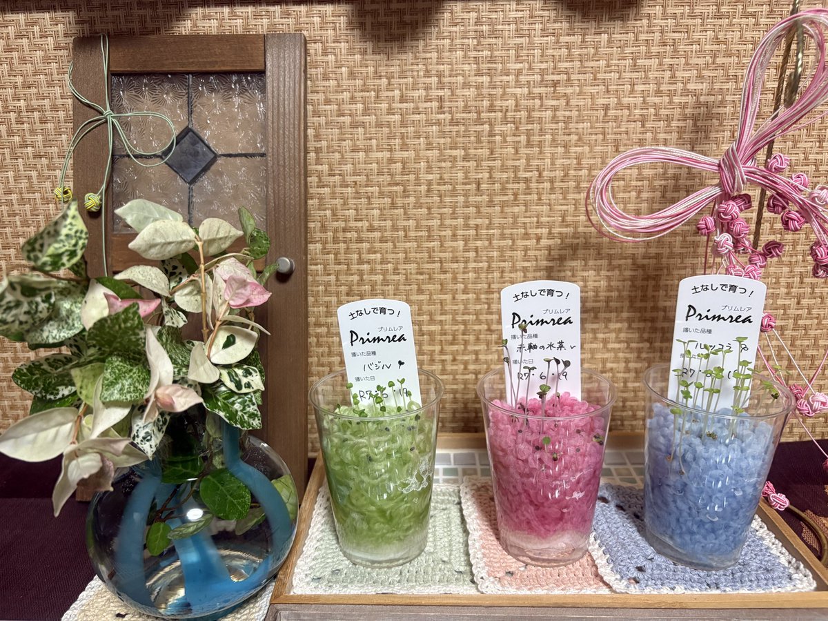 ルッコラ - Search / X